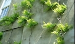 آشنایی با دیوار سبز کابلی و مزایای استفاده از آن